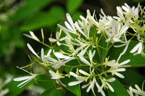 夜來香開花|夜來香(夜香花):形態特徵,產地生境,生長習性,繁殖方式,栽培技術,。